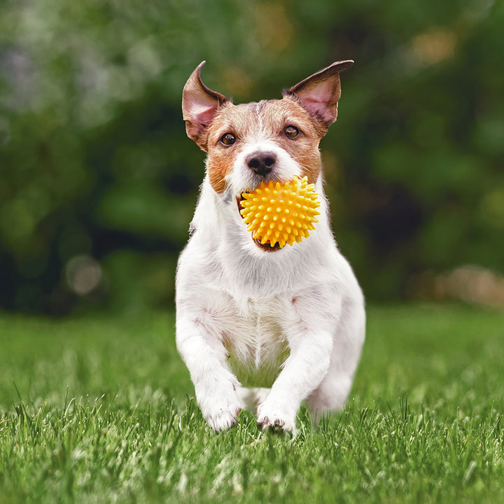 Happy Puppy Playing On Aravalli 40mm Synthetic Astro Turf