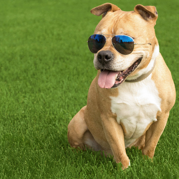 40mm artificial grass and a dog wearing sunglasses